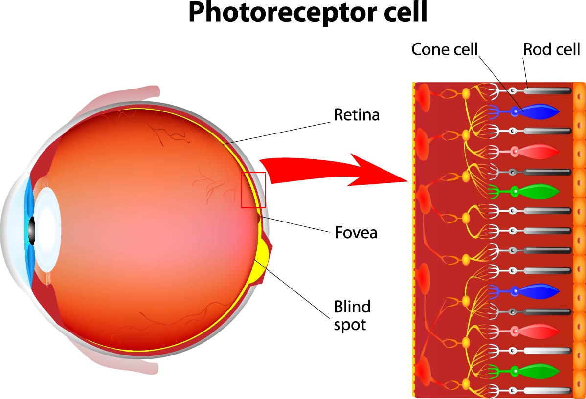 geographic-atrophy-mountain-valley-eye-eye-care-park-city